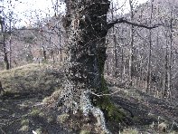 Monte_Cagliato - 20110220 028.jpg